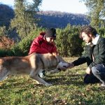 cane lupo di saarloos carattere sociale