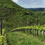 Cambiamenti nella naturalità dei paesaggi agrari toscani dal 1933 al 2016