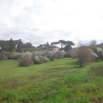 Salvaguardia del patrimonio arboreo a Firenze
