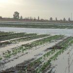 derivati climatici agricoltura applicazioni