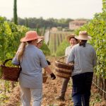 vino cortona doc cantina campo vigna uva