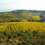 chianti territorio vino vigna