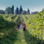 lugana vino 2017 annata lago di garda vendemmia