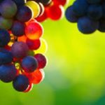 invaiatura uva mosto vino maturazione chimica rifrattometro