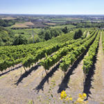 vino colli berici vigneto vigna uva paesaggio