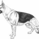 cane cani standard razza caratteristiche