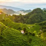 protocollo vinicolo 2018 conegliano valdobbiadene