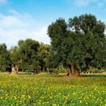 Il ruolo dell’olivo nella mitigazione dei cambiamenti climatici