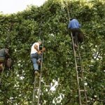 vite maritata agro aversano campania