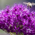 Erbacee perenni ornamentali: una risorsa per il giardino e per l’ambiente