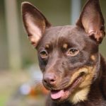 Lancashire Heeler