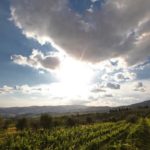 vite uva chardonnay filare