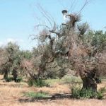 xylella disseccamento olivo