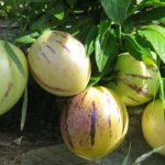 Pepino, una “Super” Solanacea