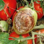 Pomodoro da mensa: difesa fitosanitaria in pieno campo
