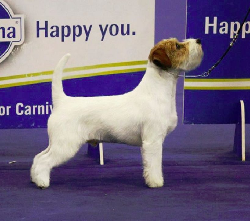 Jack Russel Terrier