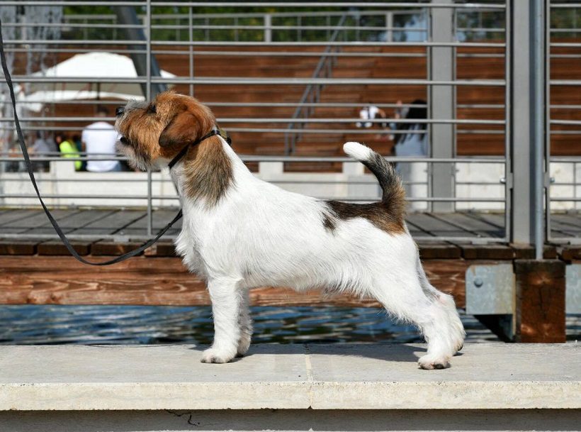 Jack Russel Terrier