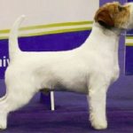 Jack Russel Terrier JRT