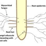 micorrizze piante