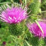 La farina di cardo (Cynara cardunculus) nell’alimentazione animale