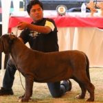 Il Mastino Napoletano in Messico