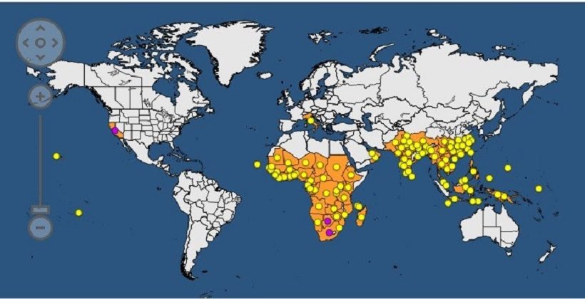 Mosca orientale della frutta: primo ritrovamento  in Campania e nell’Unione Europea