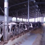 L’importanza delle strutture per il benessere della bovina da latte: i sistemi di valutazione ad indice aziendale (focus sul SDIB)