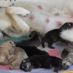 allevamento cuccioli allattamento madri cani