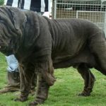 cane mastino napoletano metamorfosi rughe