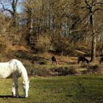 Farmers’ Rights, un’altra proprietà collettiva