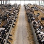 Strutture e impianti per l’allevamento delle bovine da latte