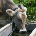 benessere animale bovini latte allevamento