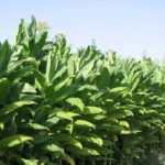 certificazione tabacco coltivazioni