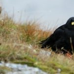 Il Gracchio Alpino, il piccolo “corvo-falco”