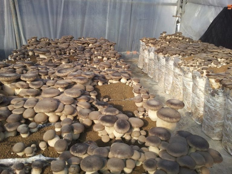 Parametri per il substrato del Pleurotus eryngii Rivista di