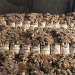 Parametri per il substrato del Pleurotus eryngii