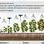 biostimolanti orticoltura orto piante fertilizzante concime