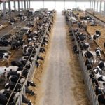 Calcolo della PLV di un’azienda zootecnica con allevamento di bovine da latte