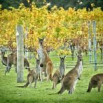 Il vino in Australia