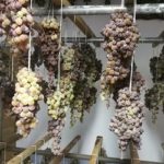 Il Vino santo affumicato dell’alta valle del Tevere