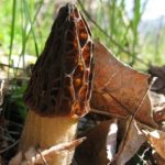 morchella fungo primavera