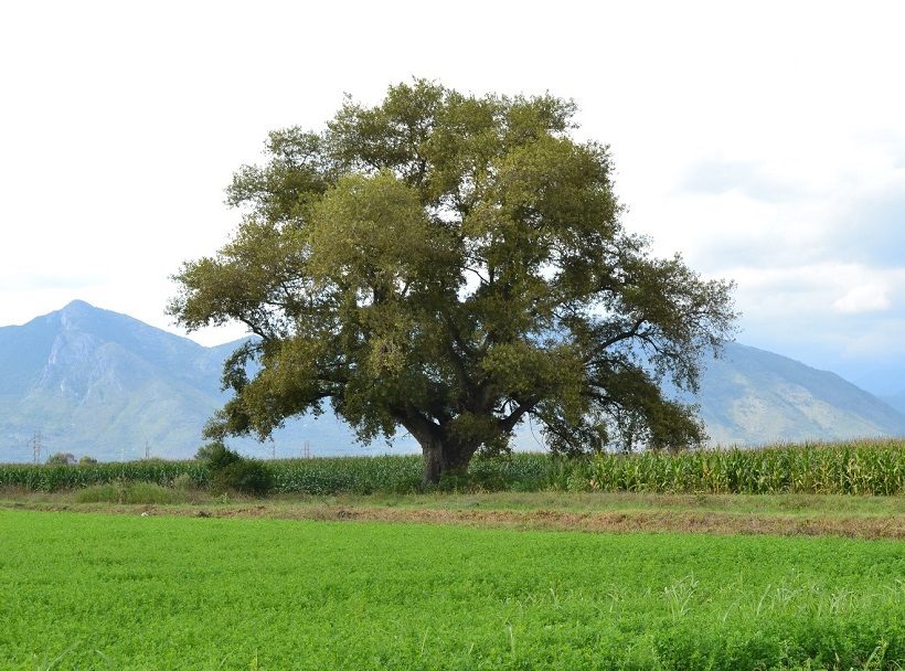 alberi monumentali linee guida ministero forestale