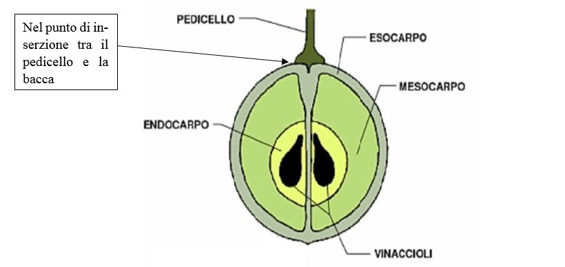 acino uva vino naturale