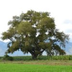 Le nuove Linee guida del Ministero delle politiche agricole alimentari e forestali per gli interventi di cura e salvaguardia degli alberi monumentali