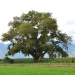 alberi monumentali