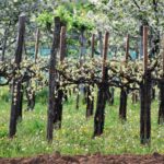 Vigne Asolo Prosecco