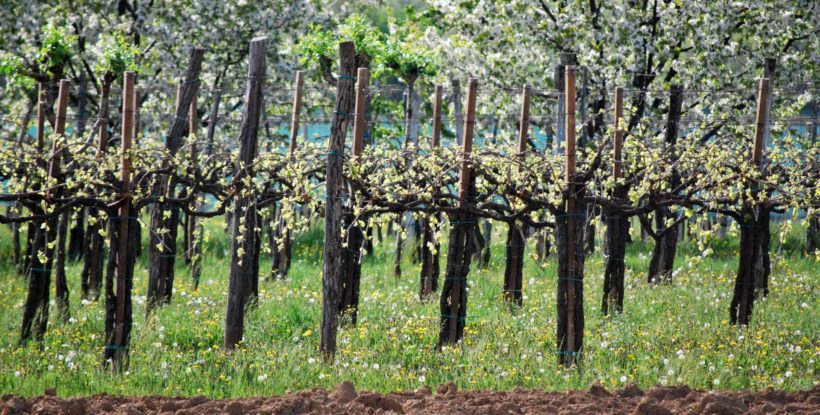 Vigne Asolo Prosecco