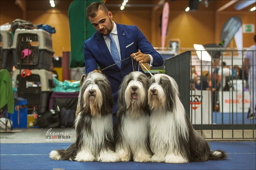 Bearded Collie cane cani