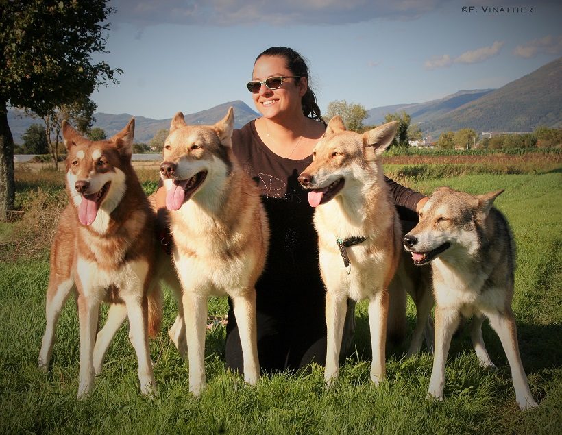 cane lupo di saarloos