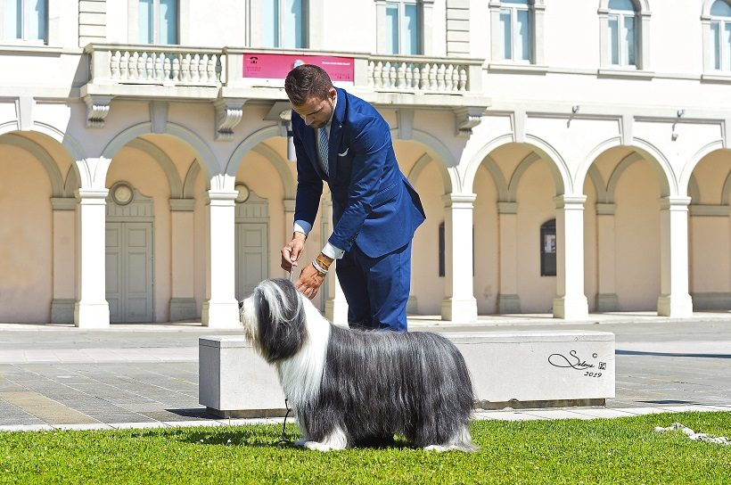 Bearded Collie Jacopo Masuero